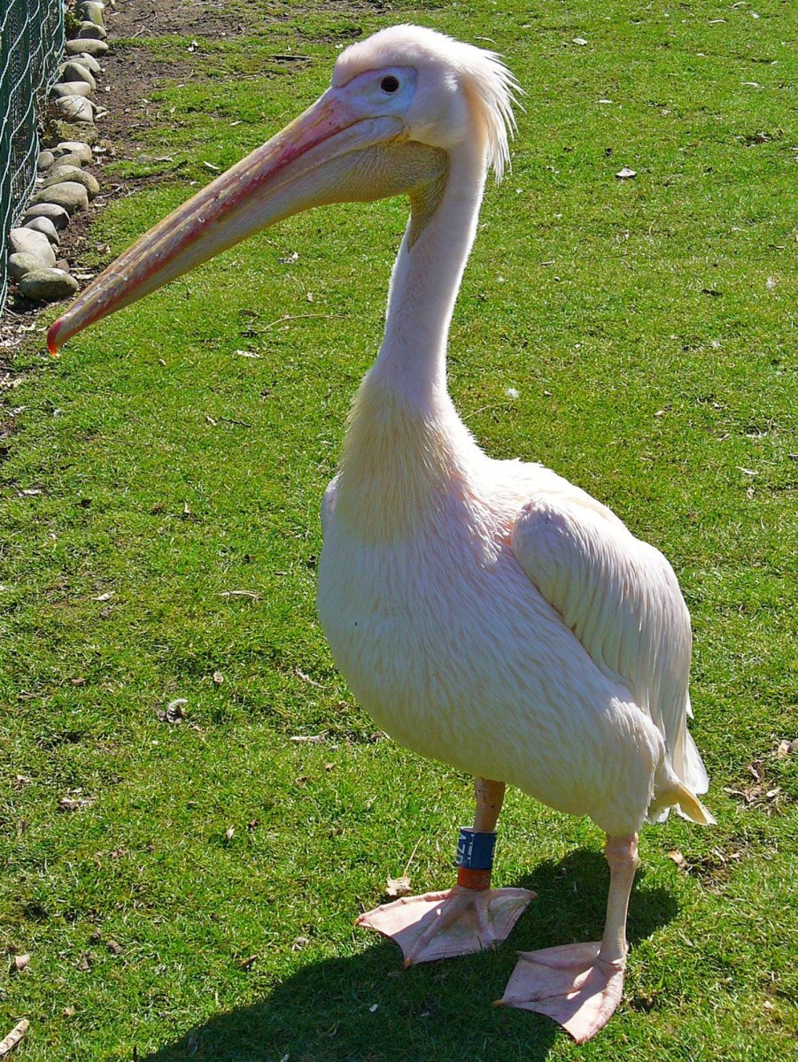 Пеликан обыкновенный