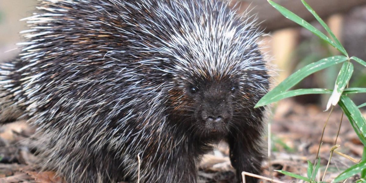 Пимпла-древесный Дикобраз