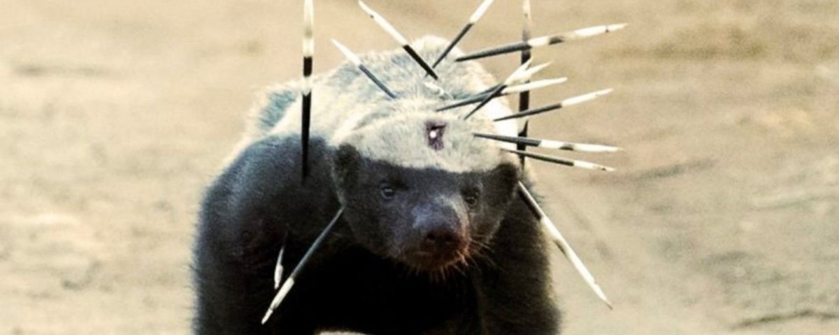 Медоед животное