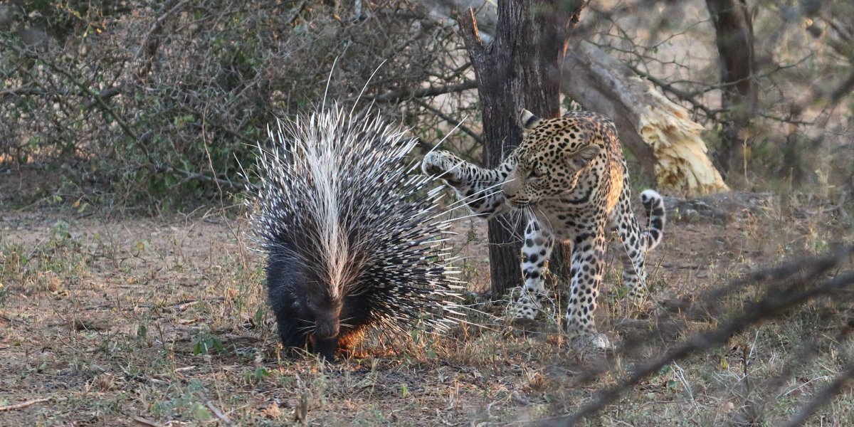 Животные защищаются