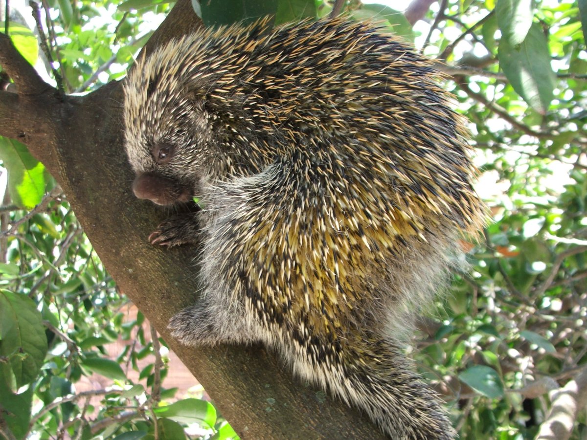 Дикобраз Пимпла