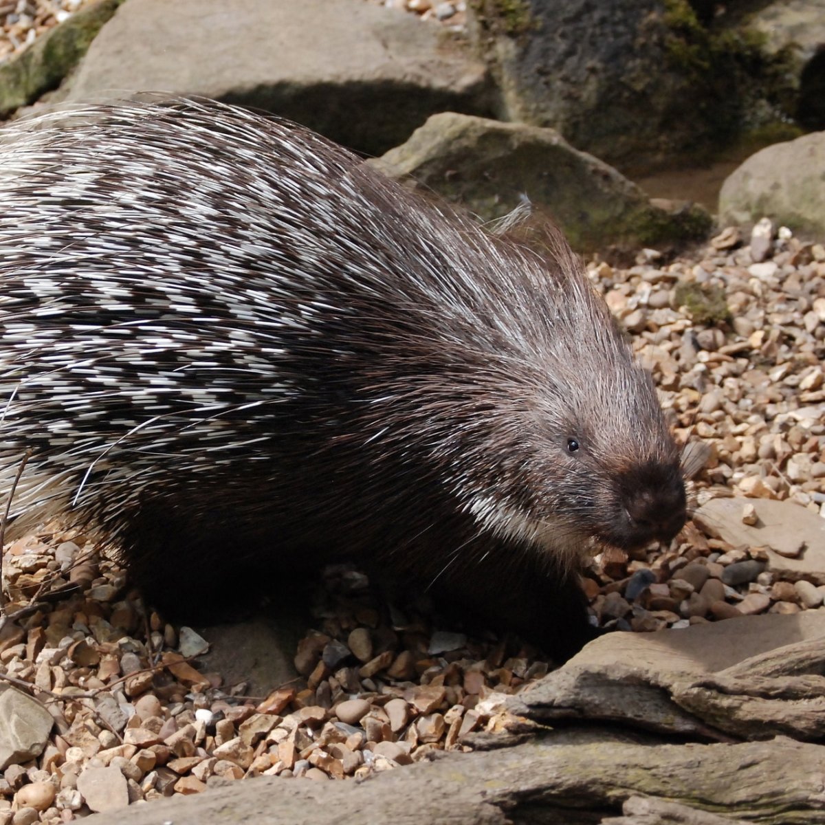 Хохлатый Дикобраз