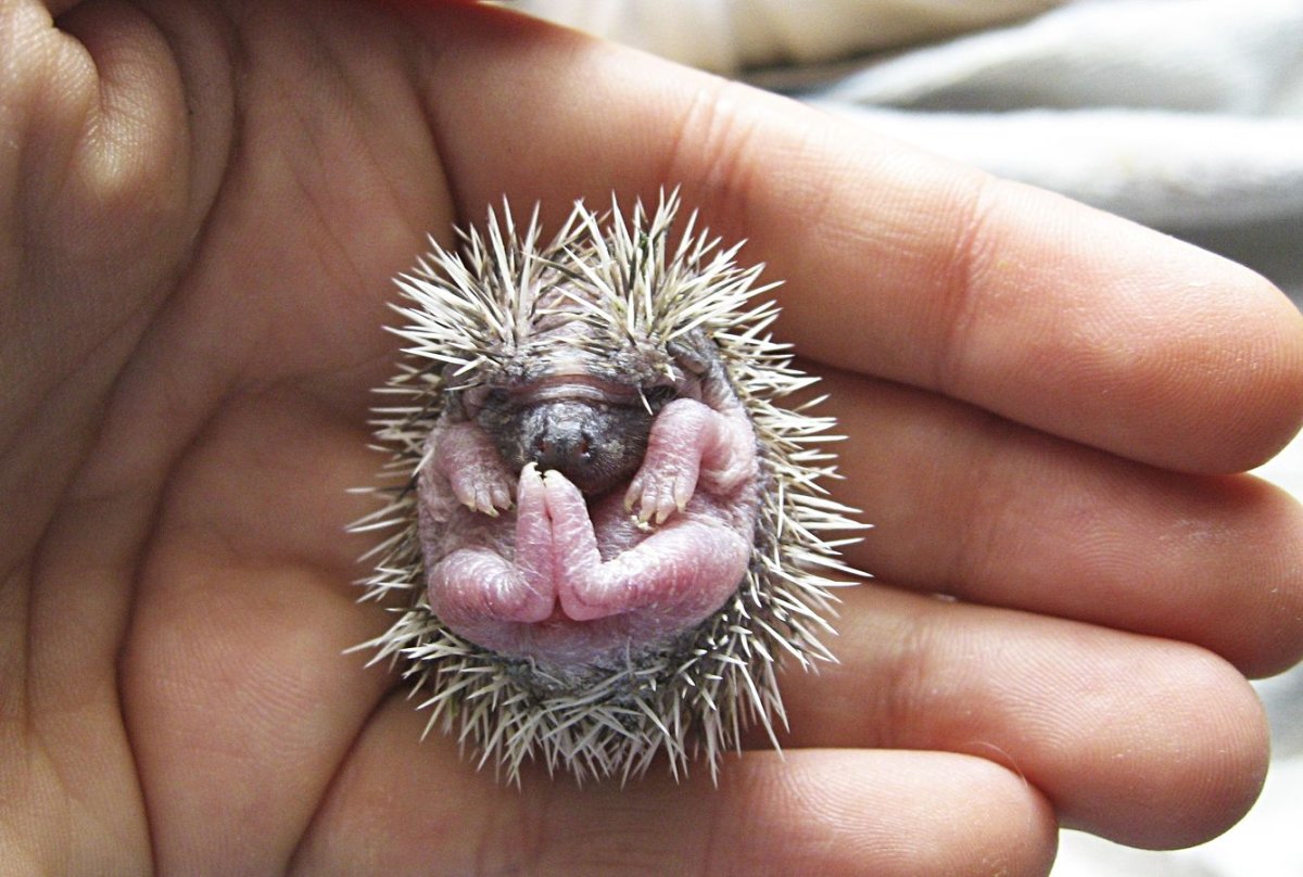 Новорожденные ежики