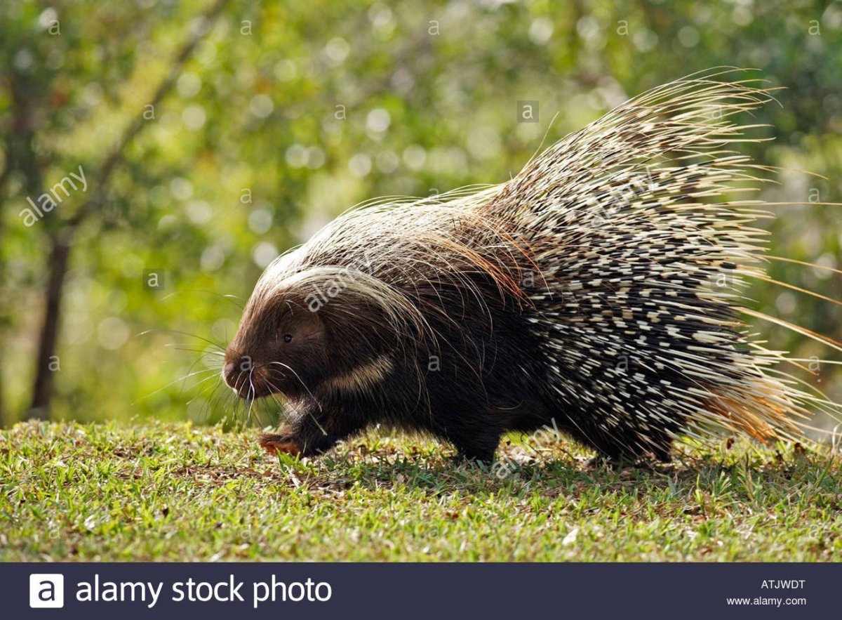 Североамериканский хохлатый Дикобраз