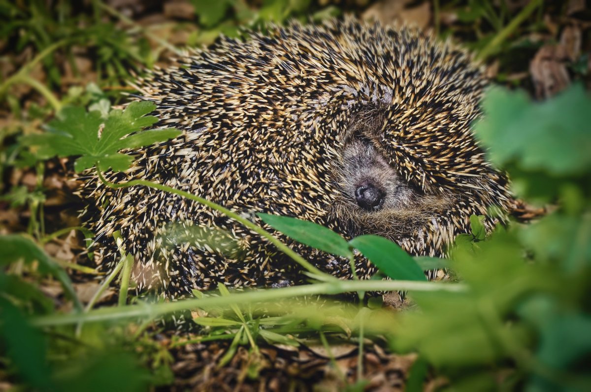 Еж с рыжими иголками
