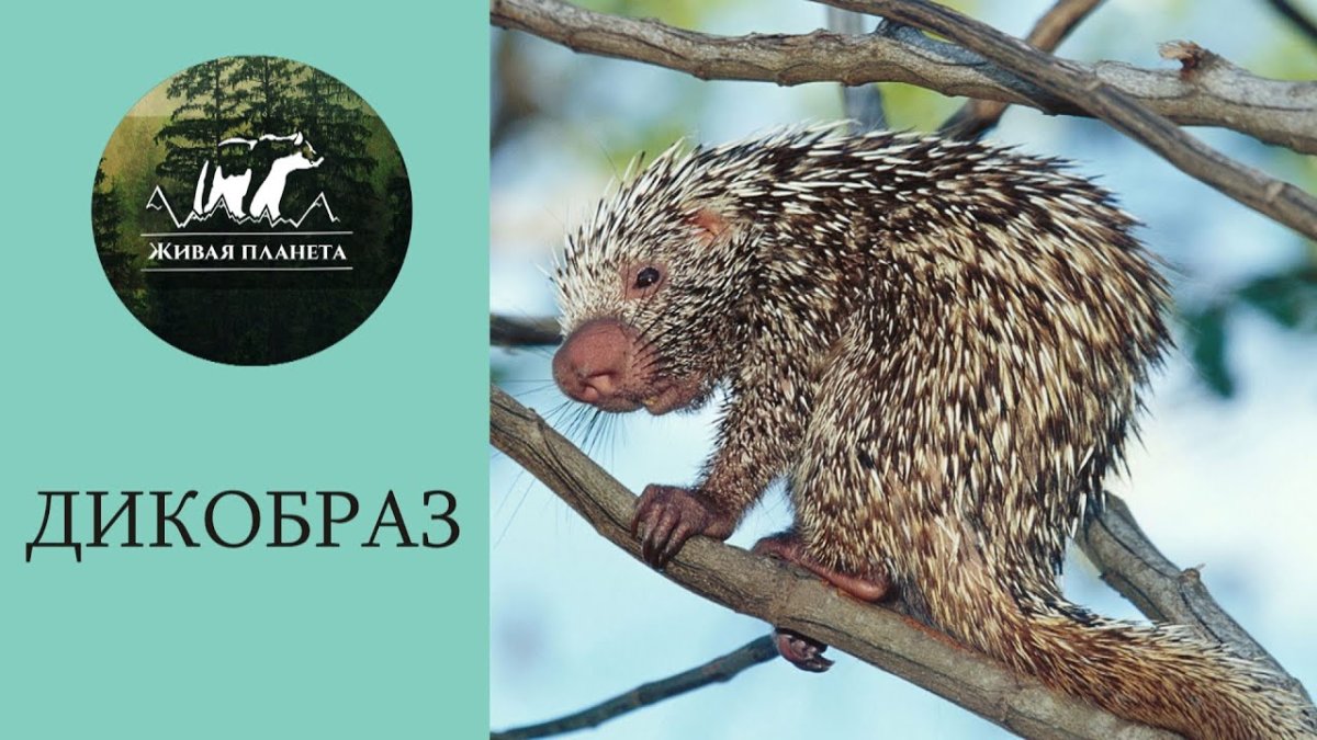 Древесный Дикобраз цепкохвостый