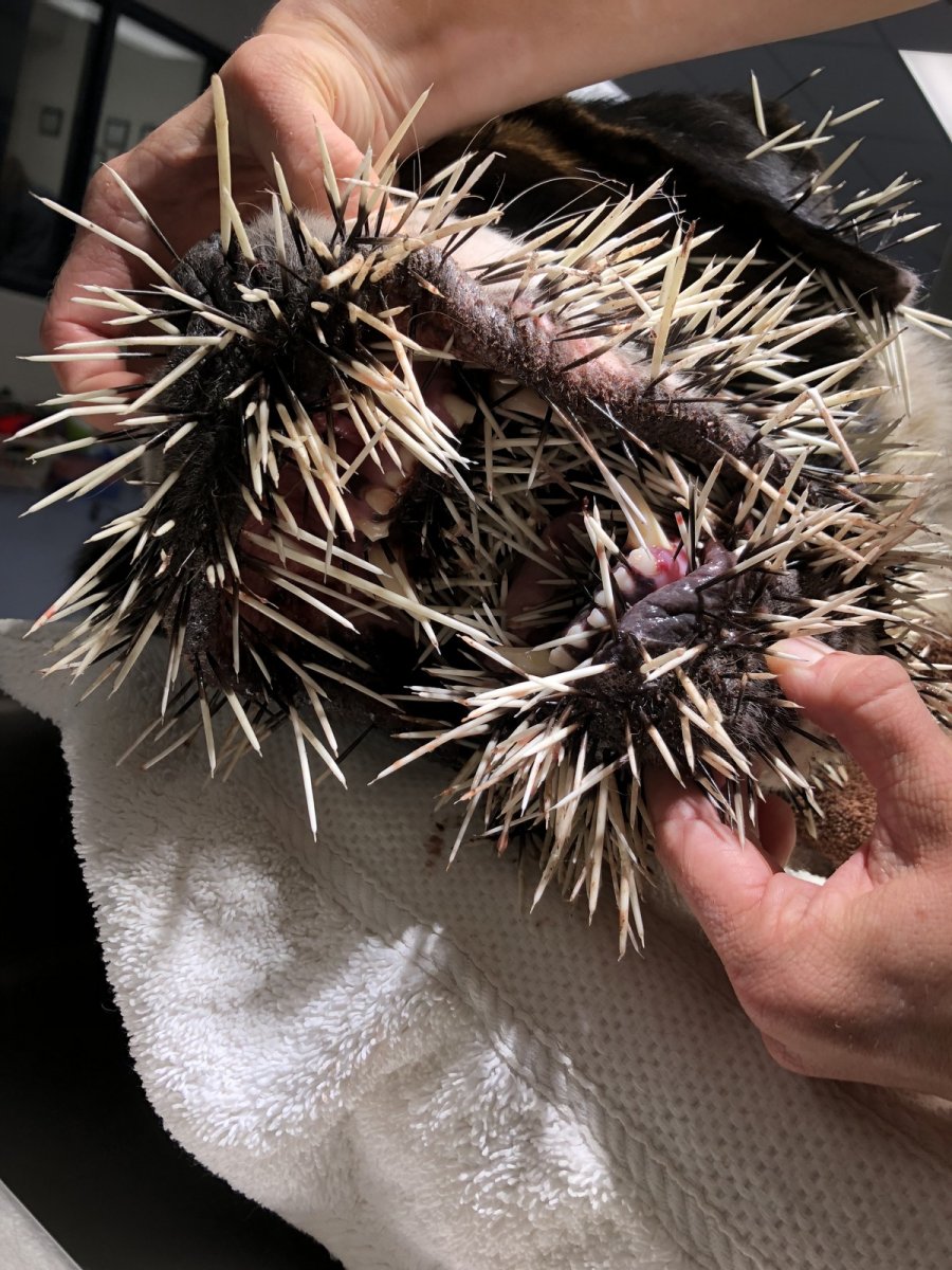 Гребенчатый Дикобраз