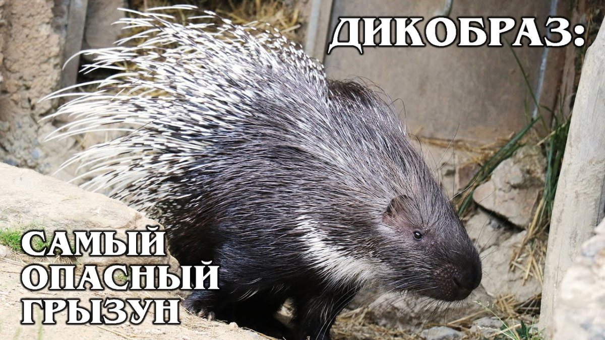 Гребенчатый Дикобраз