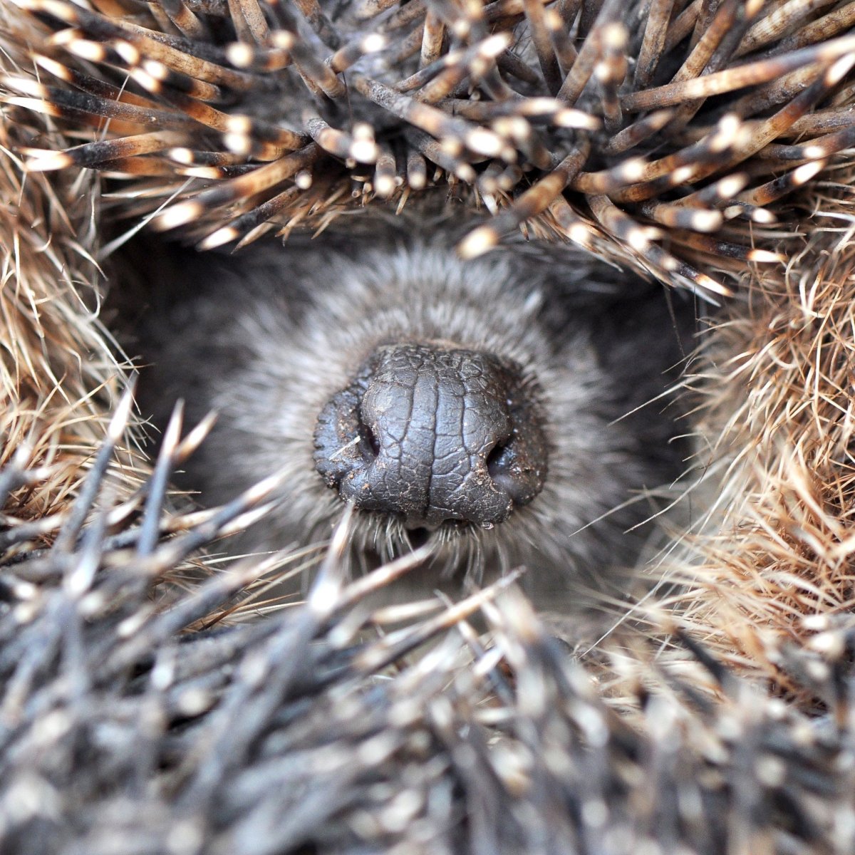 Мордочка ежика