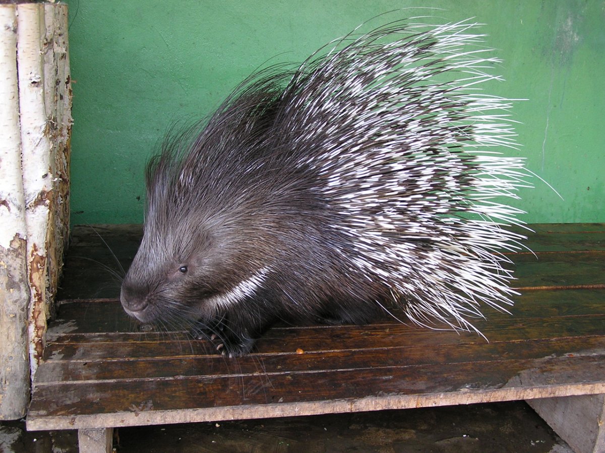Дикобраз в зоопарке