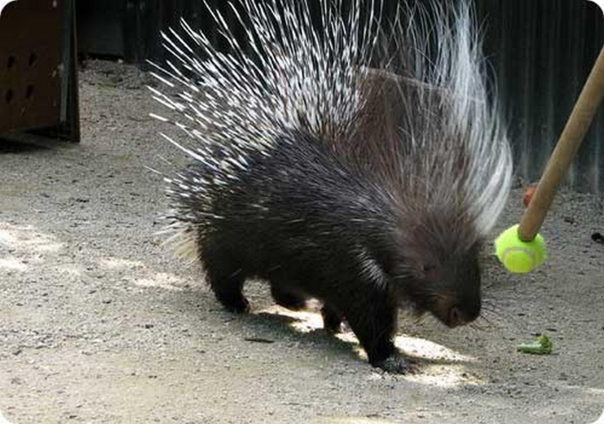 Дикобраз Вильбур Райт