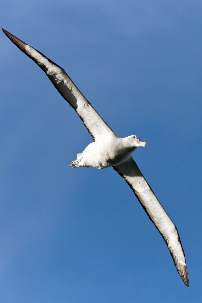 Альбатрос размах крыльев 3 метра