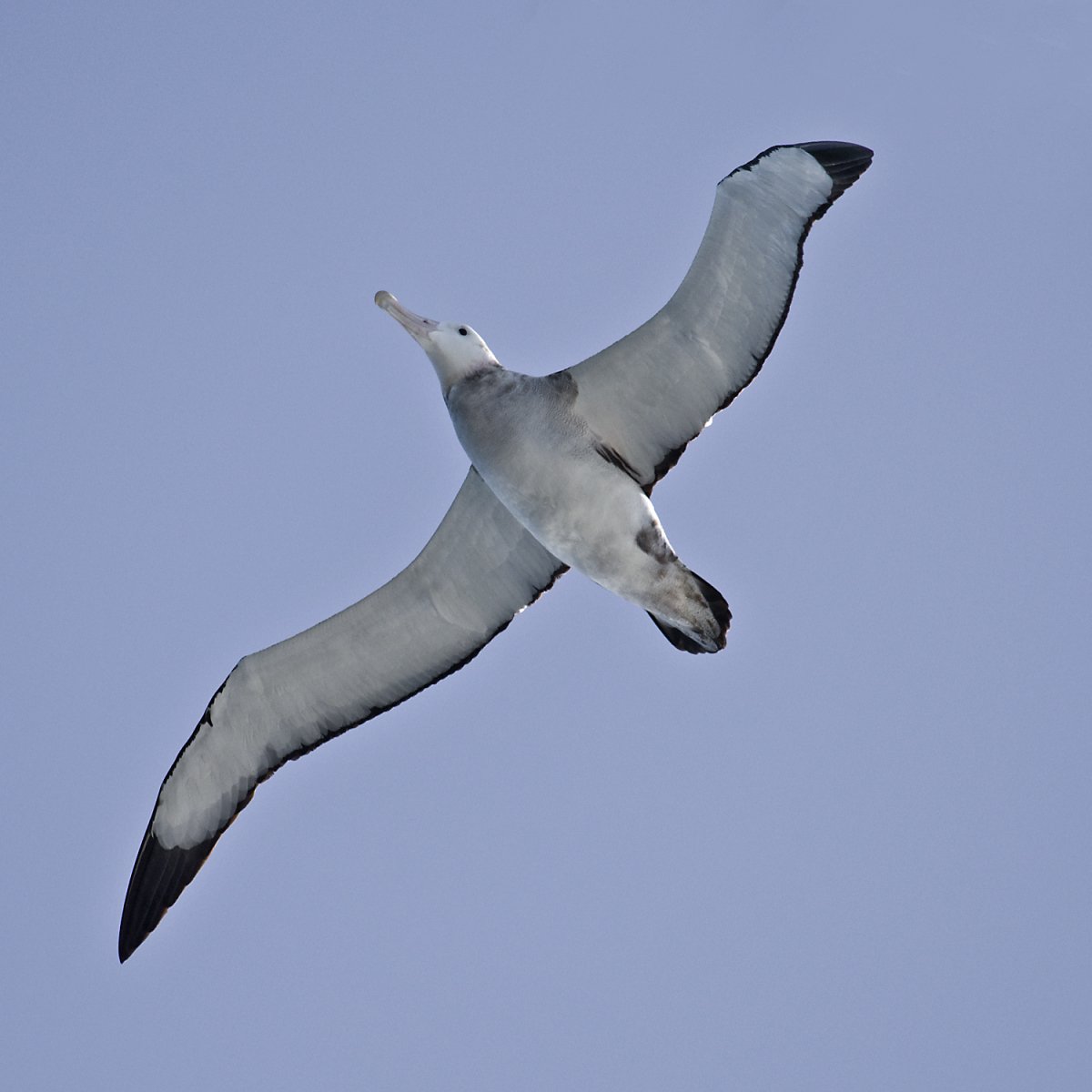 Странствующий Альбатрос