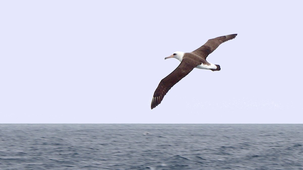 Тёмноспинный Альбатрос