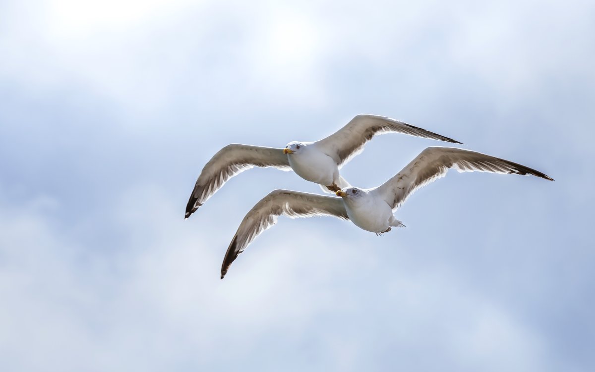 Крылья Альбатроса