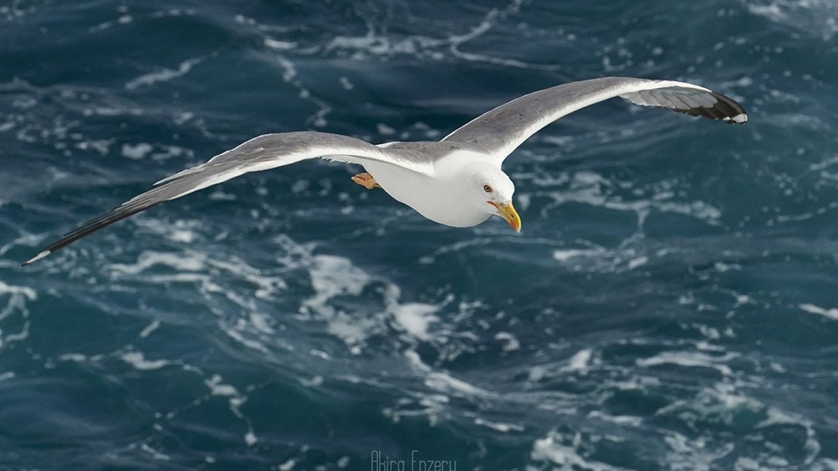 Альбатрос Буревестник