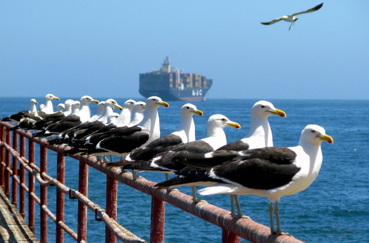 Птицы морских побережий