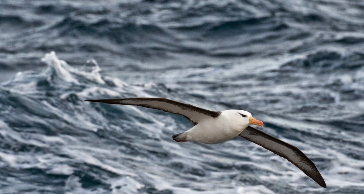 Albatros обои на телефон вертикальные