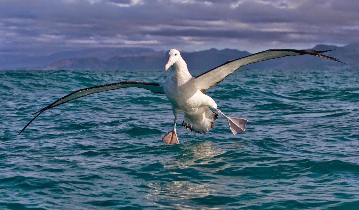 Странствующий Альбатрос размах крыльев