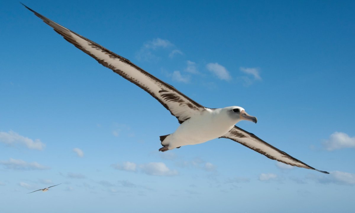 Альбатрос размах крыльев