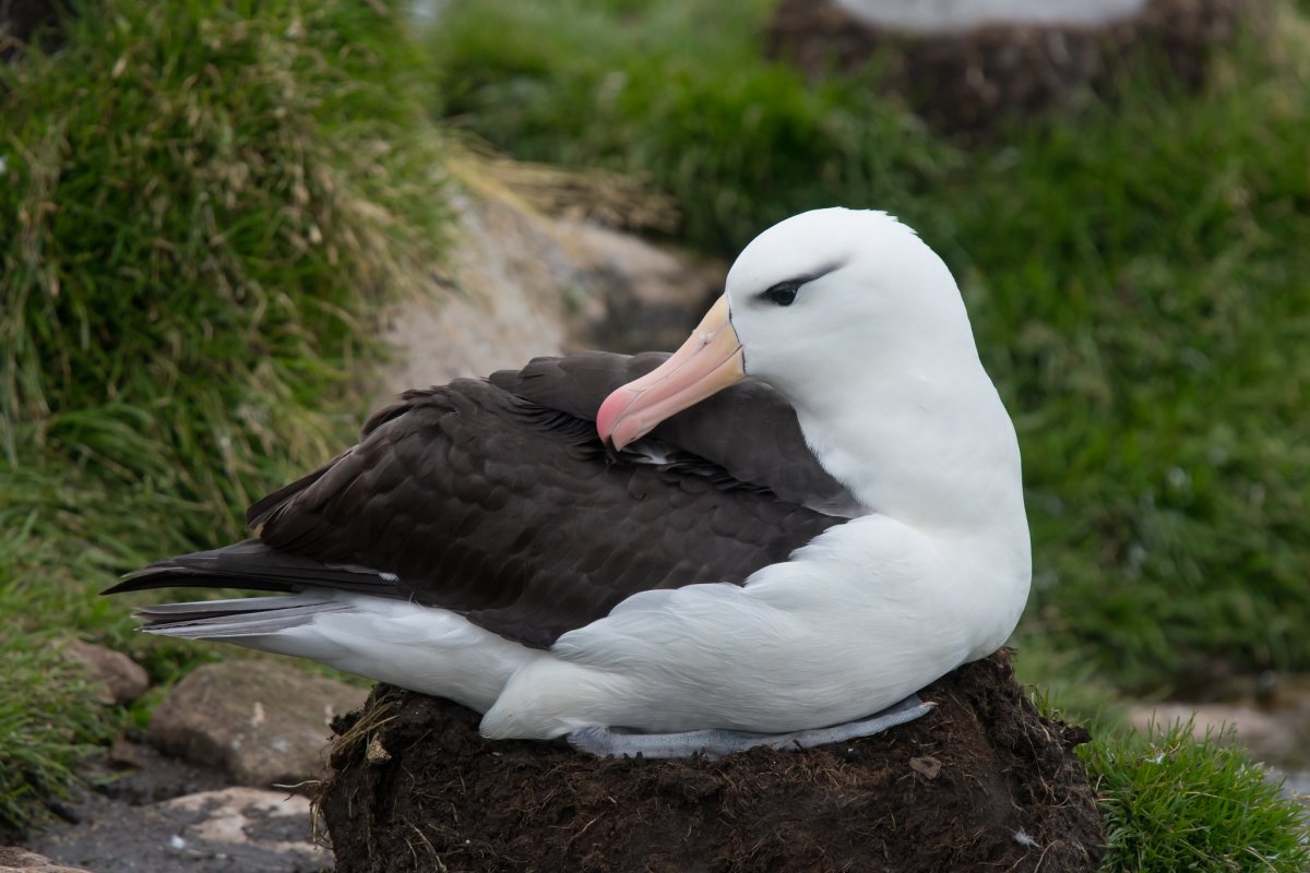 Чернобровый Альбатрос