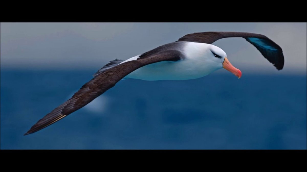 Странствующий Альбатрос