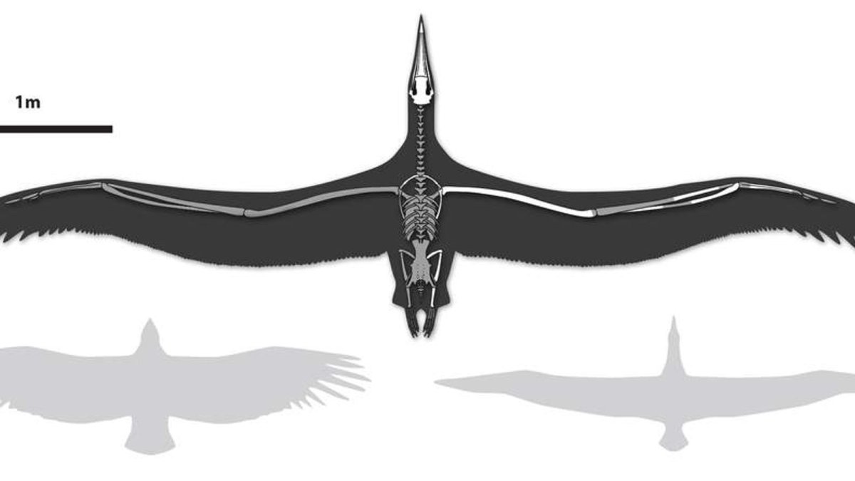 Странствующий Альбатрос размах крыльев