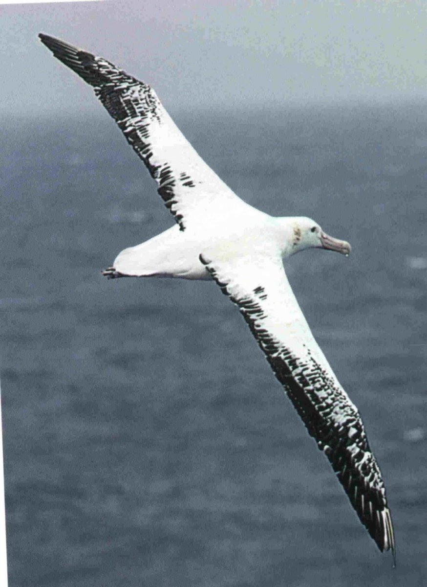 Альбатрос размах