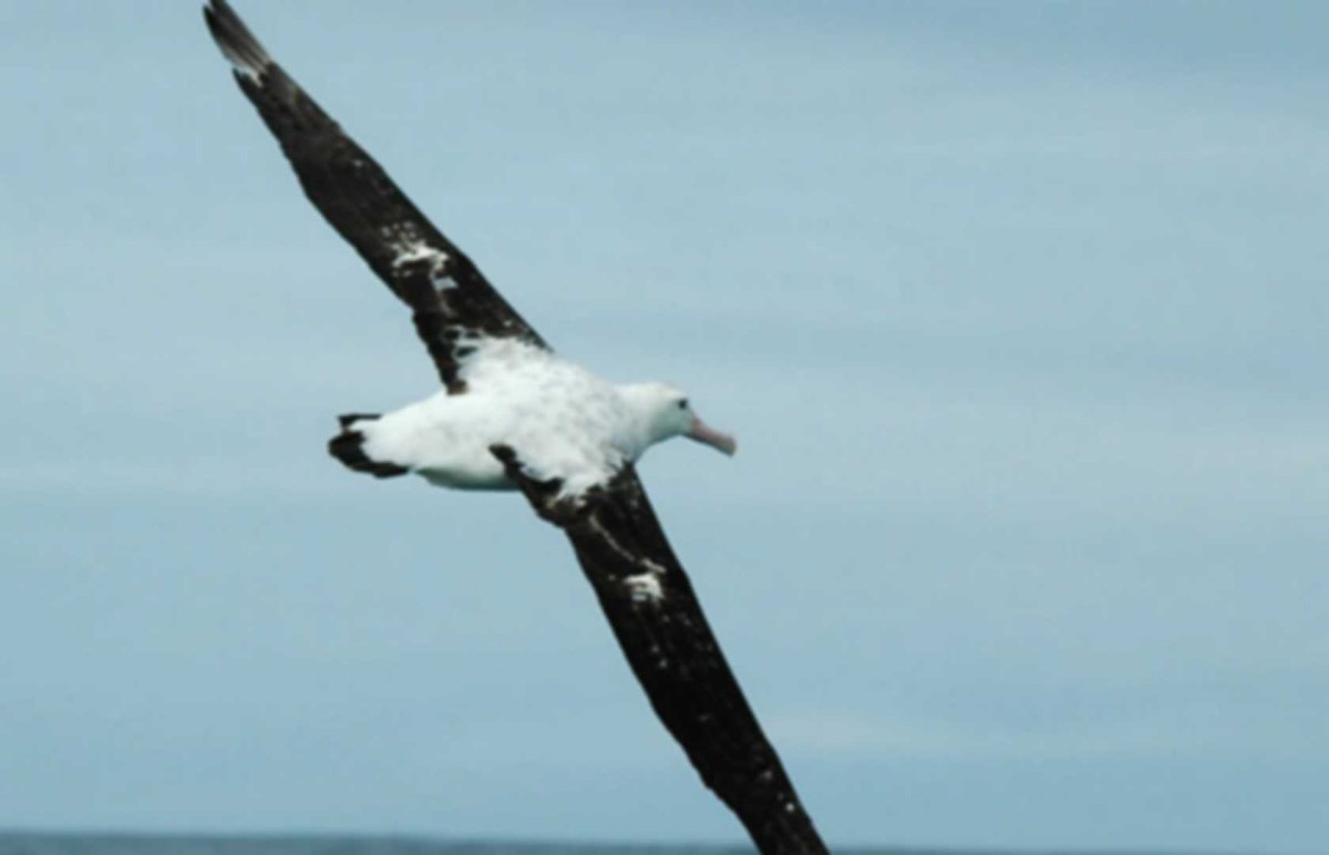 Королевский Альбатрос и человек