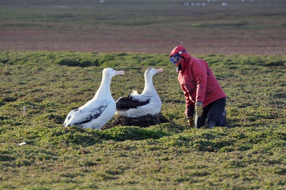 Странствующий Альбатрос размах крыльев