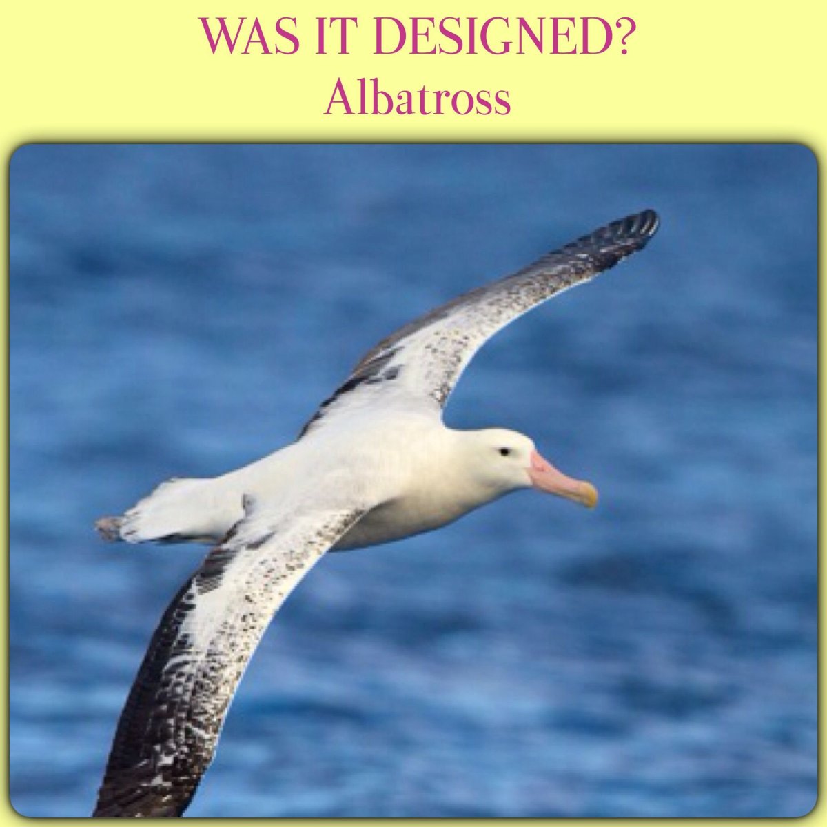 Альбатрос птица размах крыльев