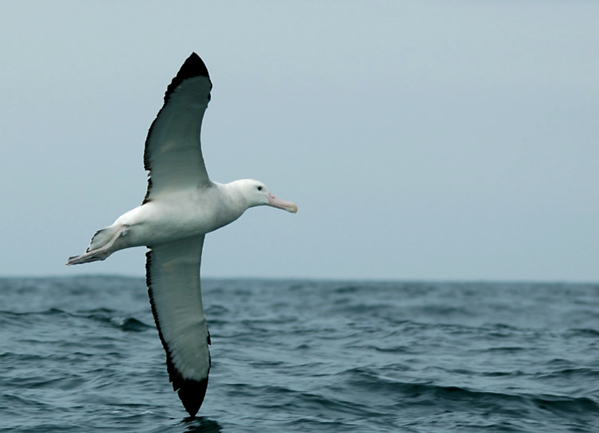 Странствующий Альбатрос, l