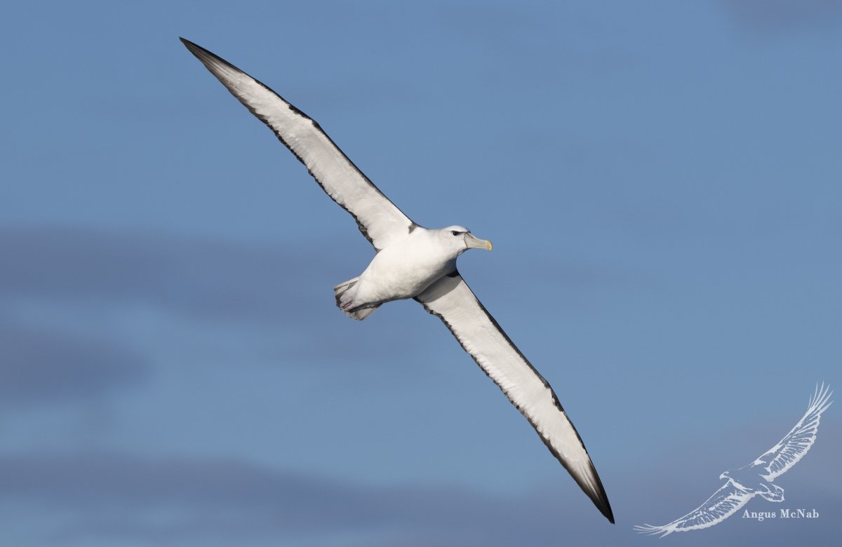 Collecta Альбатрос