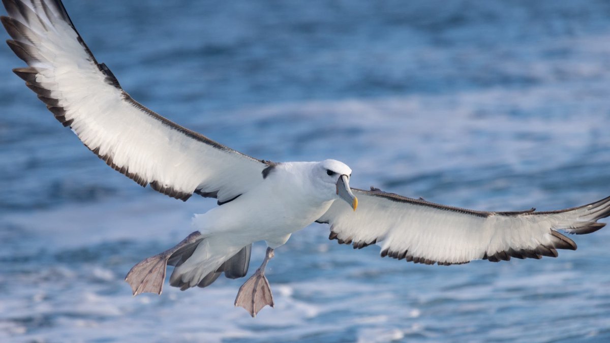 Белошапочный Альбатрос