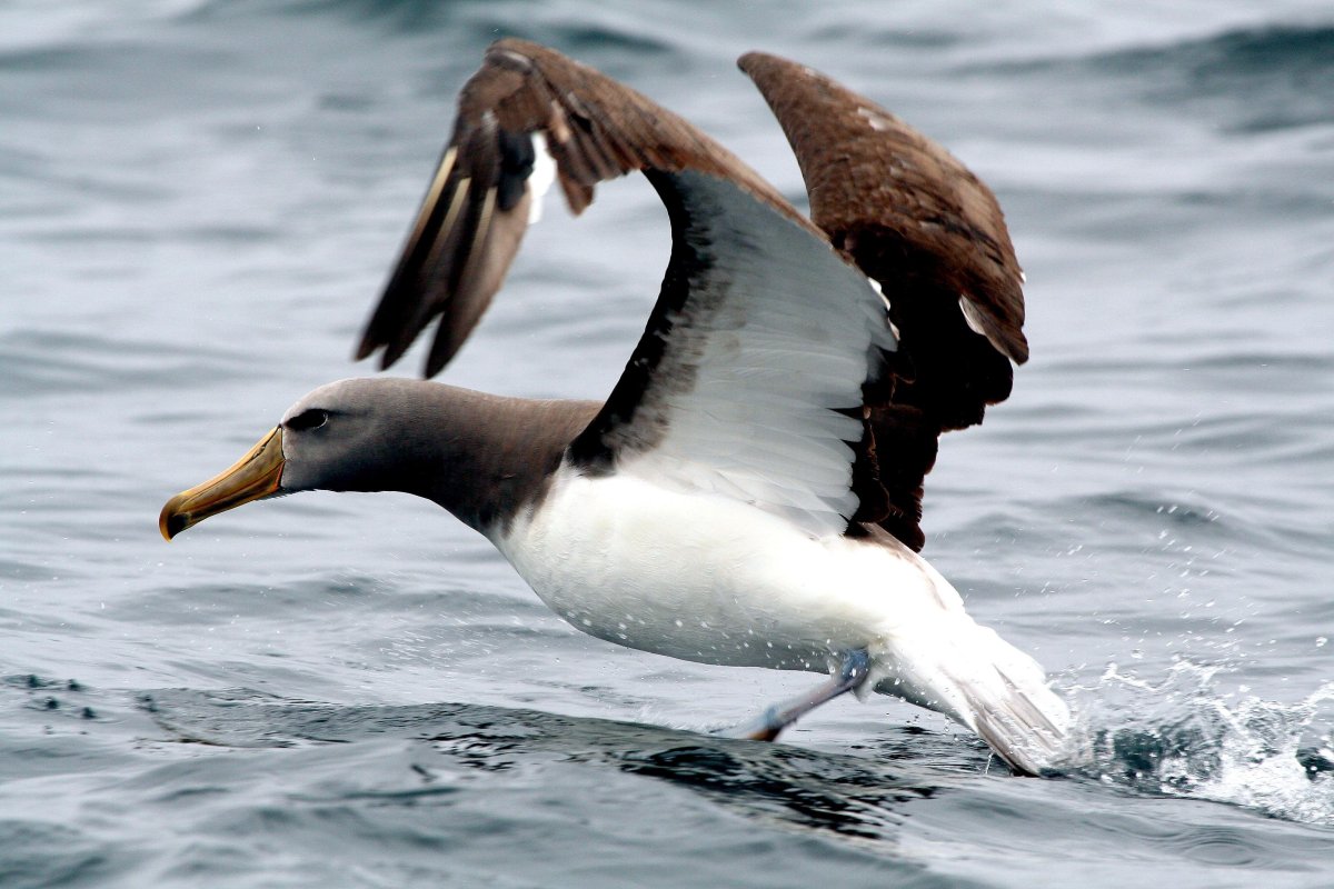 Сероголовый Альбатрос