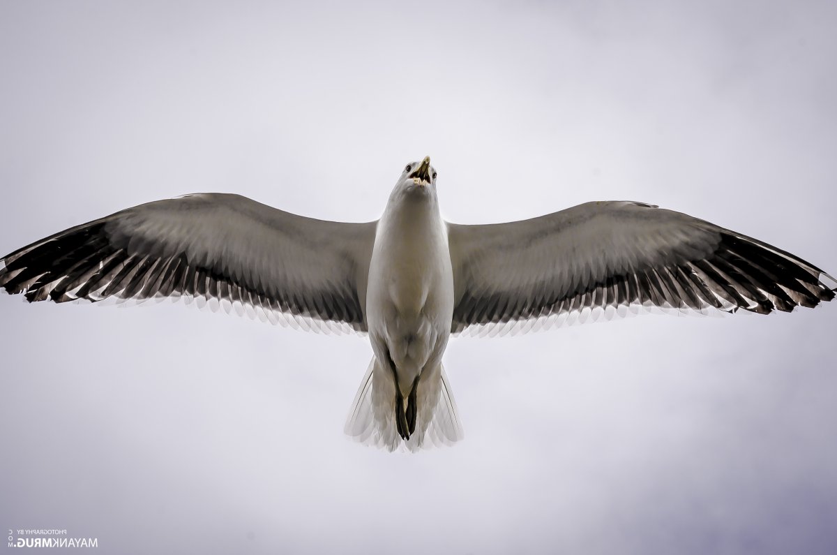 Альбатрос птица
