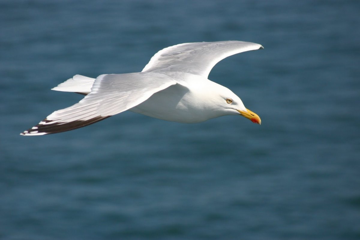 Маленькие Чайки