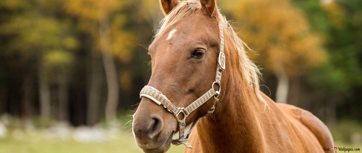 Морда лошади песочного цвета