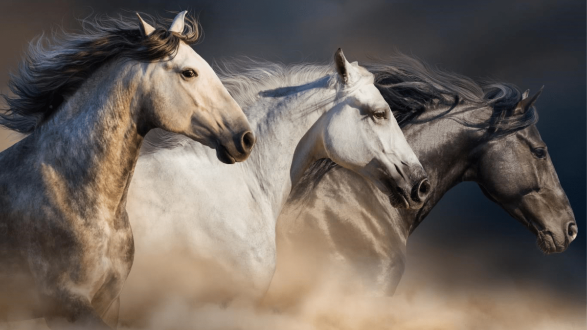 Лошадь бежит