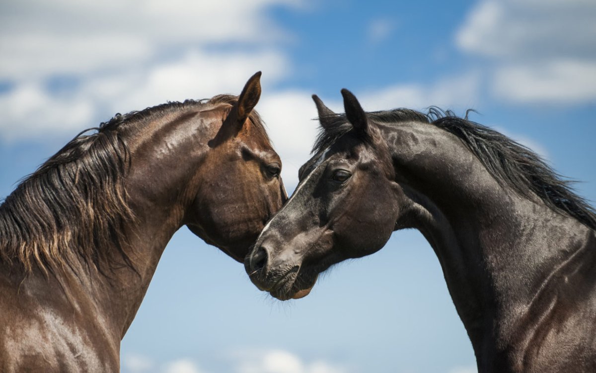 Пара лошадей