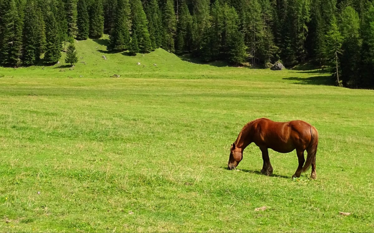 Пятнистая лошадь пасется в горах