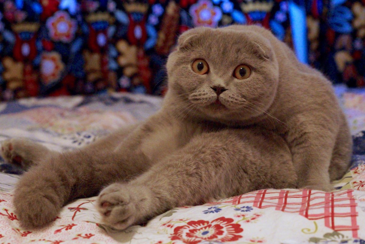 Скоттиш фолд лиловый