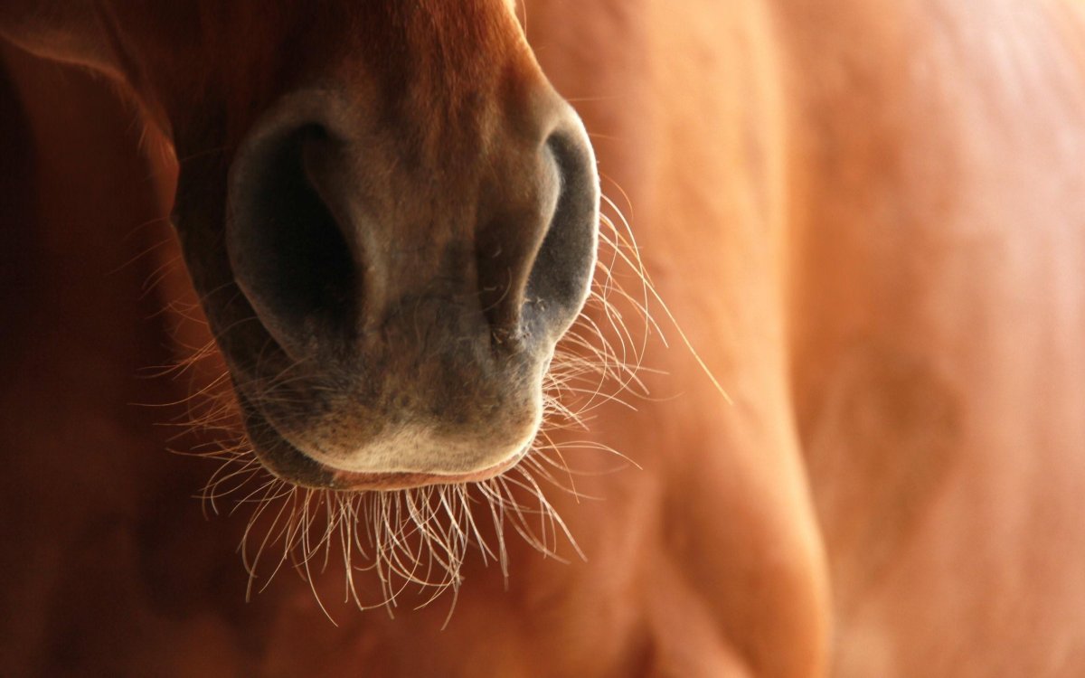 Нос лошади