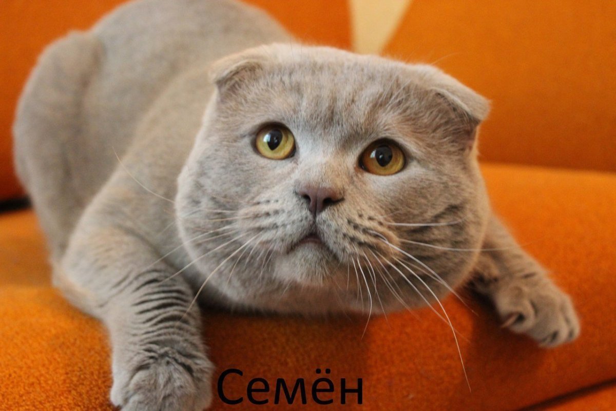 Лиловый вислоухий шотландец