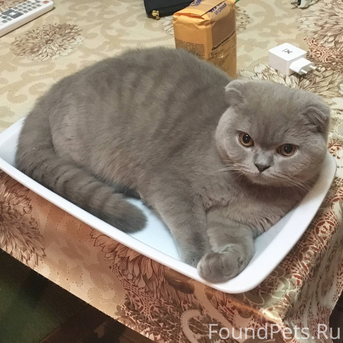 Лиловый вислоухий шотландец