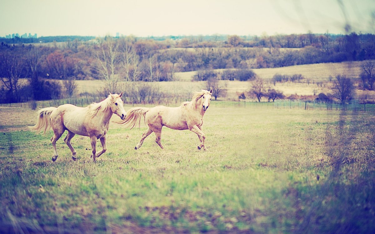 Покрытие лошадей