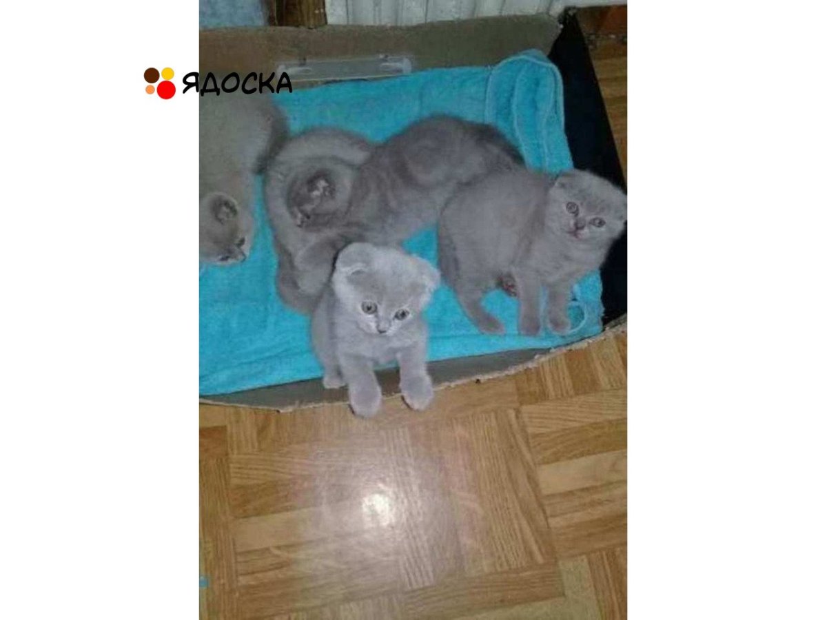 Котенок от двух вислоухих