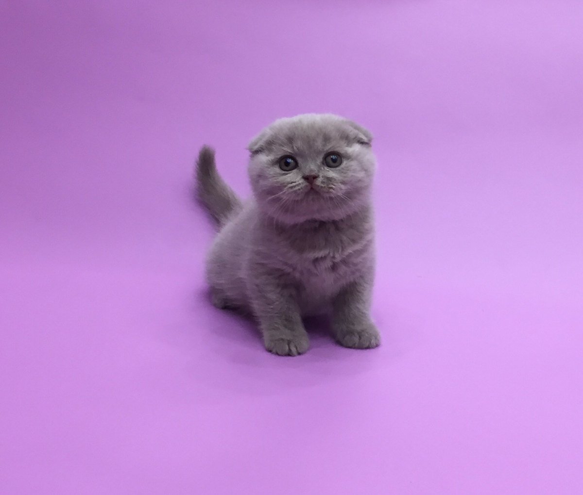 Скоттиш фолд лиловый