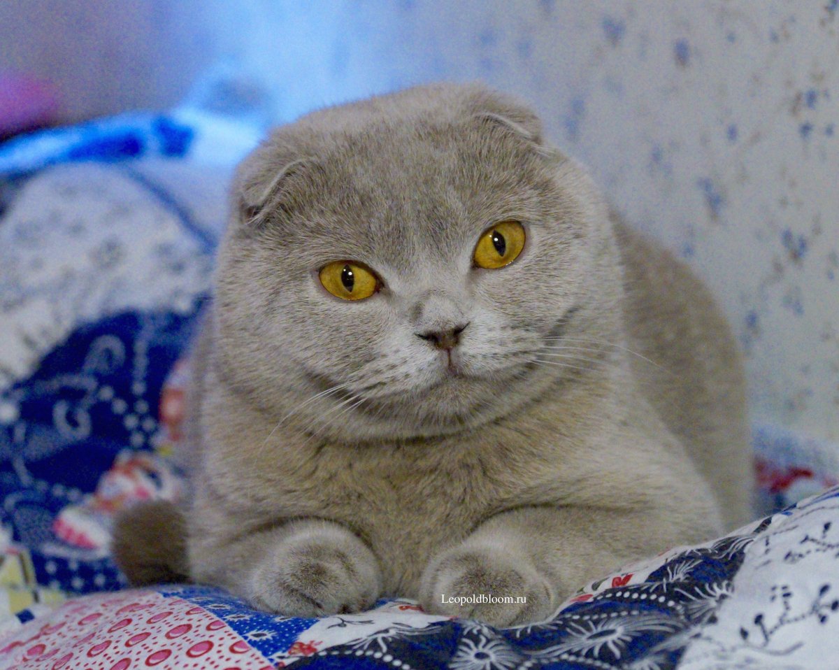 Лиловый шотландский вислоухий кот