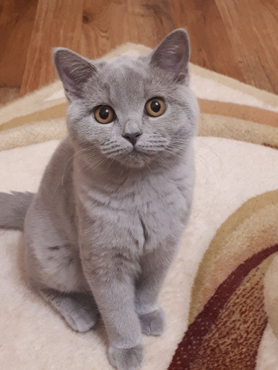 Шотландский кот прямоухий